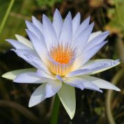 Aqua Flora