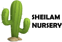 Sheilam Cactus Garden